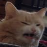 маркиз котакбас's avatar